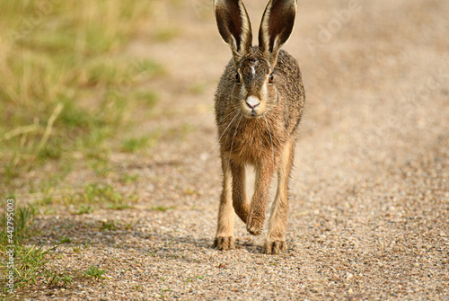 Brown Hare running - Feldhase am laufen © Anjas.Fotowelt