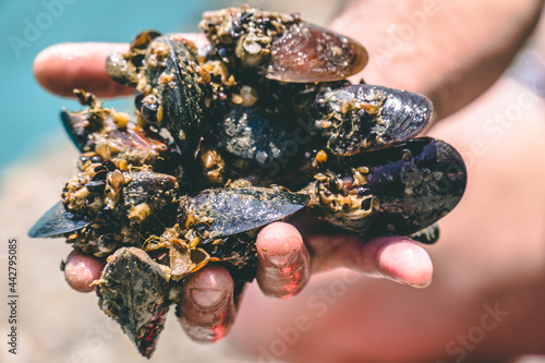 Male diver holding fresh extracted mussels in his hand