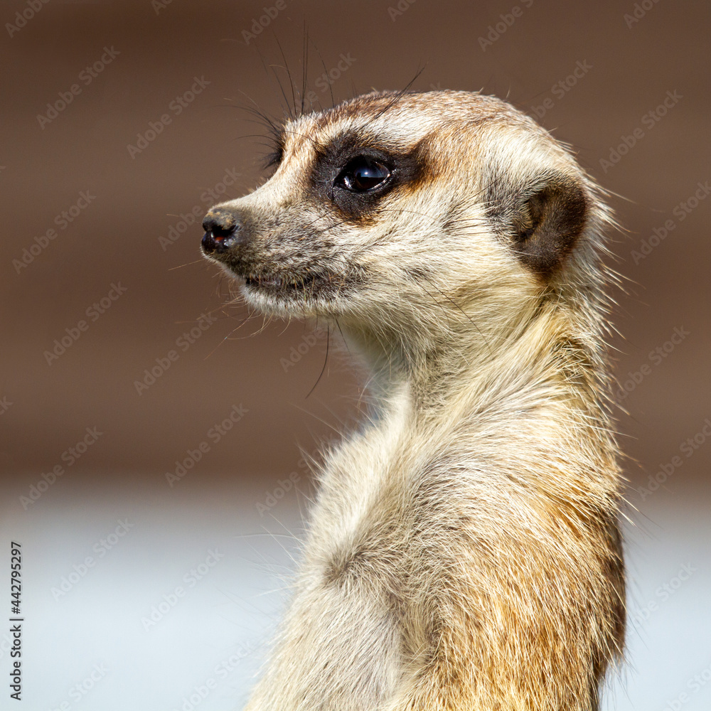 Fototapeta premium meerkat on the lookout