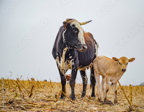 Nguni cow standing in a farm field photo