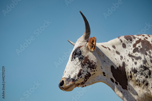 Nguni cow head and shoulders against blue sky photo