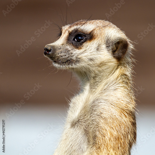 meerkat on the lookout © sue