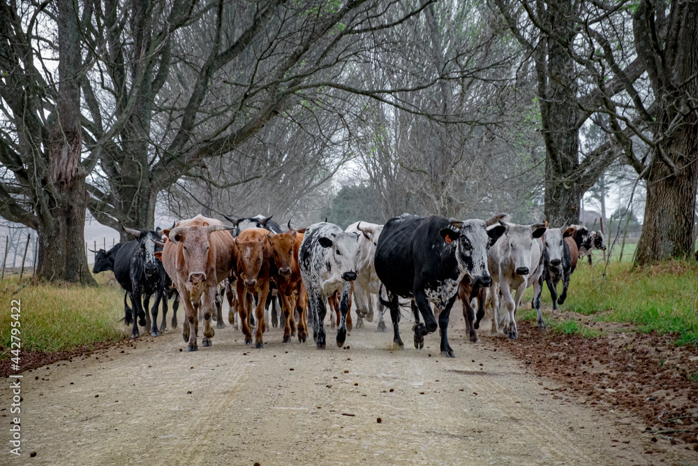 Nguni cows on gravel road