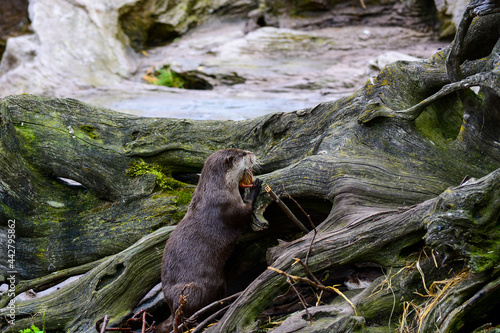 The otter, lutra in the rhizome of the tree in the forest. World Wildlife Day, nature, forest and river conservation, ecology 
