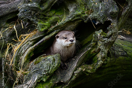 The otter, lutra in the rhizome of the tree in the forest. World Wildlife Day, nature, forest and river conservation, ecology 