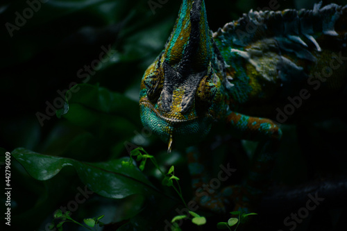 The green chameleon on a tree in the forest. World Wildlife Day, nature, forest conservation, ecology concept. Natural colorful background.