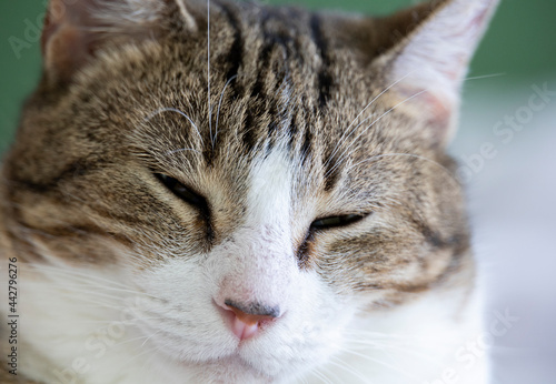 Cat chilling out © Marcio Dufranc