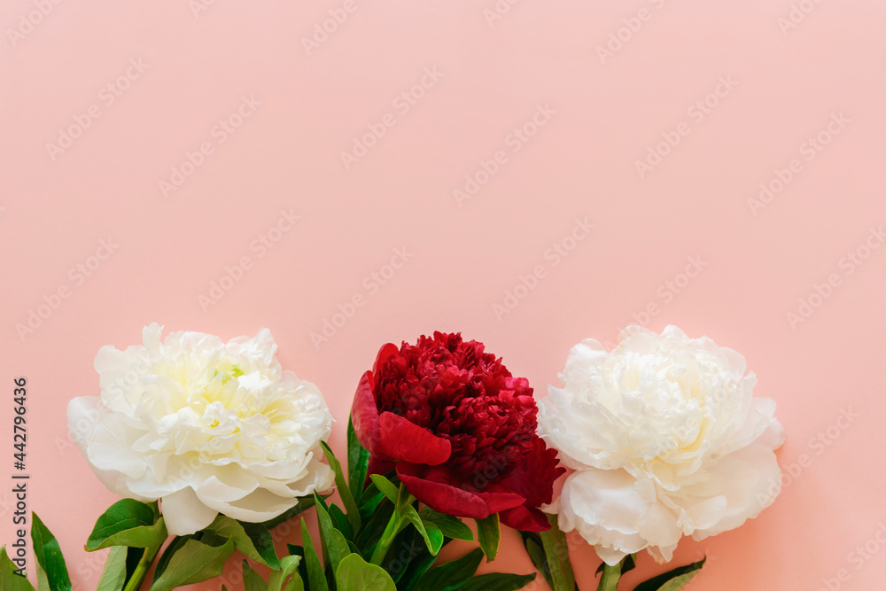 Three white and red peony flowers on pink background, top view, flat lay, copy space