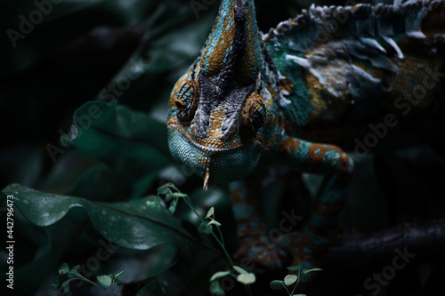 The green chameleon on a tree in the forest. World Wildlife Day, nature, forest conservation, ecology concept. Natural colorful background.