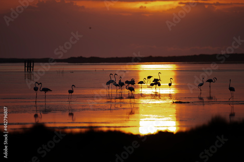 Amanecer de flamencos en el Delta del Ebro photo