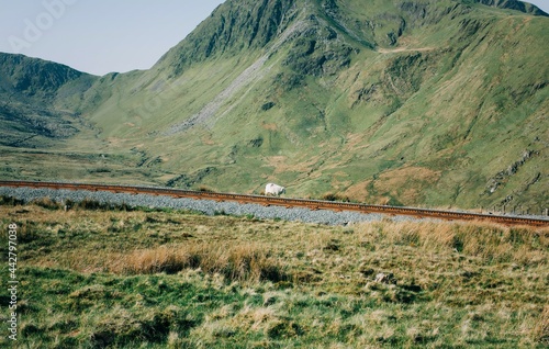 sheep walking along a railway track in the Welsh Mountains in Snowdon photo