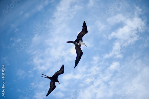 A couple of frigate birds in flight, Mexico