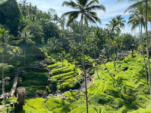 Beautiful rice terraces in the moring Tegallalang village, Ubud, Bali, Indonesia