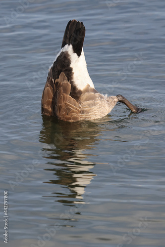 Canada Goose Dabbling (tipping up to eat underwater plants) and swimming at lake in hot summer day  © Janet