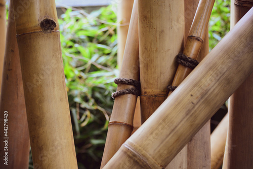 Tropical bamboo forest. World Wildlife Day, nature, forest conservation, ecology concept. Natural background for cover, advertisement, brochure, etc.