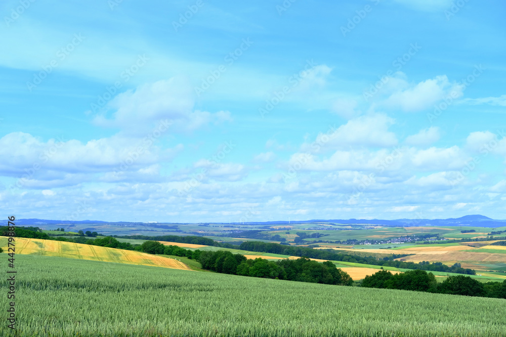 beautiful summer landscape, green fields of ripening wheat, forest behind the hill, trees and blue sky in the background, the concept of beauty of nature, preservation of ecology, growing crops