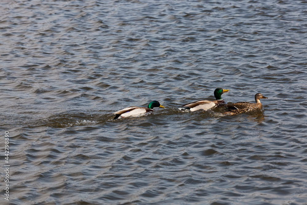 beautiful waterfowl ducks in spring or summer beautiful waterfowl ducks in spring or summer