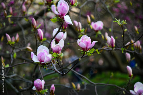 Magnolias in bloom. Amazing nature  beautiful flowers. Perfect natural background