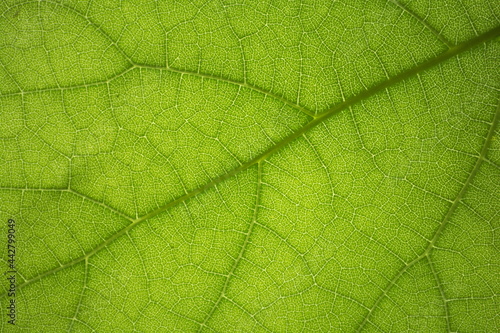 Fondo con textura de hoja vegetal verde
