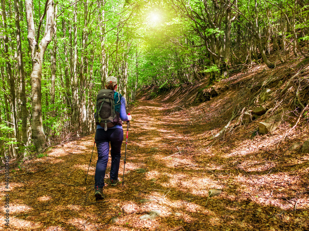 Young woman with a hat, trekking poles and a backpack hiking on a trail through a forest in the Italian Apennines mountains. Tuscany, Italy Young woman with a hat, trekking poles and a backpack hiking on a trail through a forest in the Italian Apennines mountains. Tuscany, Italy