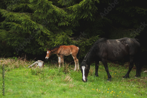 Little horse and his mother in forest