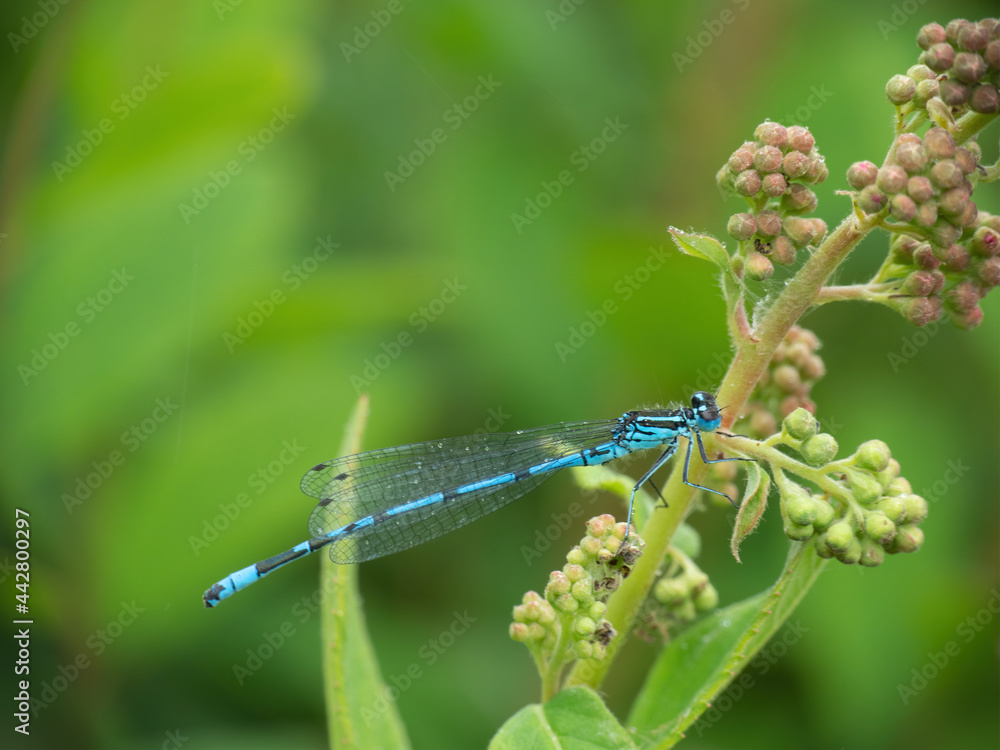 Common Blue Damselfly, Enallagma cyathigerum, on stem in front of blurry natural pond background. Common Blue Damselfly, Enallagma cyathigerum, on stem in front of blurry natural pond background.