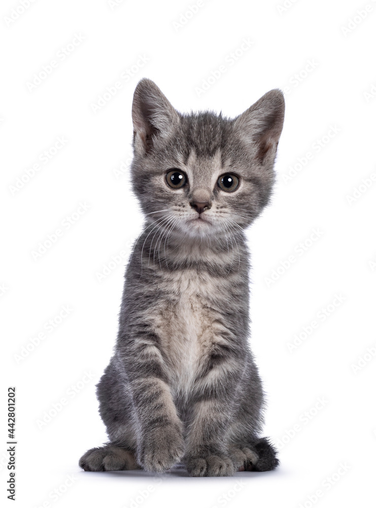 Cute grey farm cat kitten, sitting up facing front. Looking towards camera wit attitude. Isolated on white background.