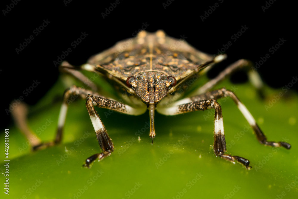 Brown Marmorated Stink Bug Feeding on a pepper in the garden.  - obrazy, fototapety, plakaty 