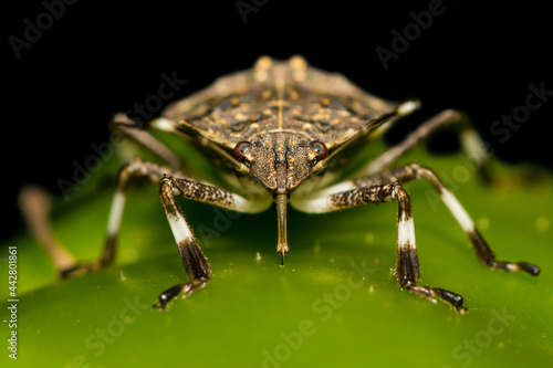 Brown Marmorated Stink Bug Feeding on a pepper in the garden.  photo
