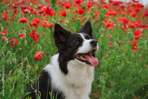 Portrait of Adorable Border Collie in Red Poppy Field. Cute Black and White Dog Smiles in Nature.