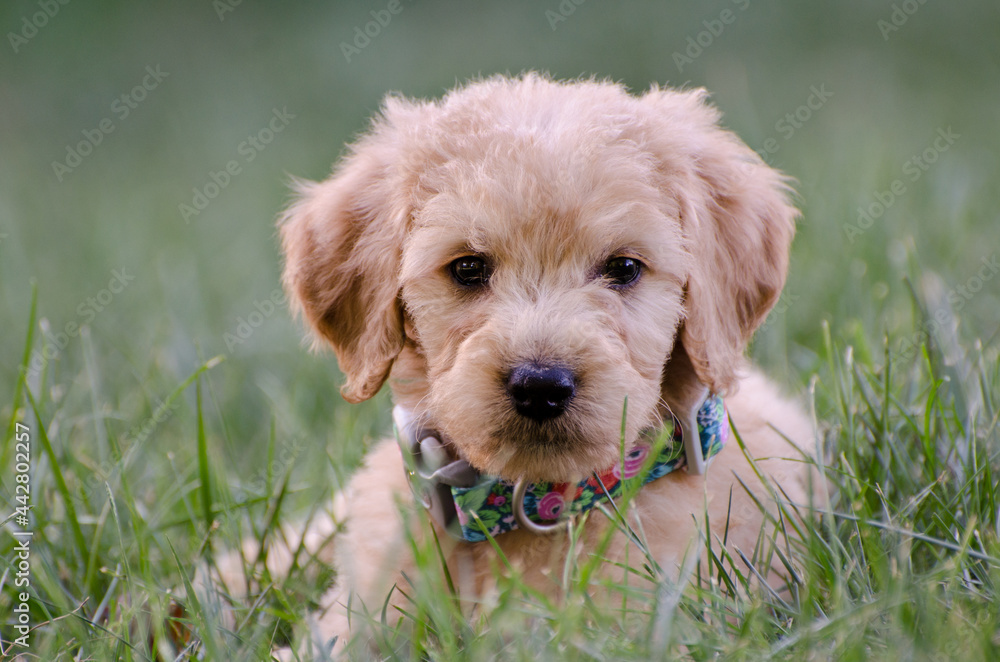 Goldendoodle Puppy outside in the grass Goldendoodle Puppy outside in the grass