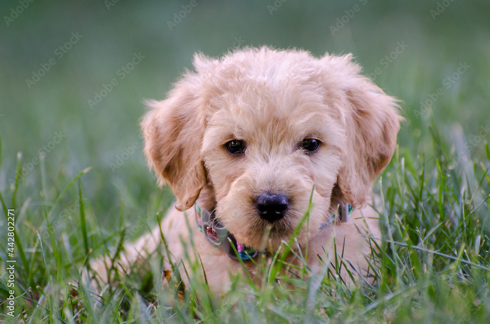Fototapeta premium Goldendoodle Puppy outside in the grass