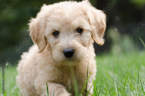 Goldendoodle Puppy outside in the grass