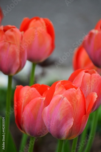 Red tulips