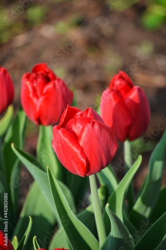 Red tulips