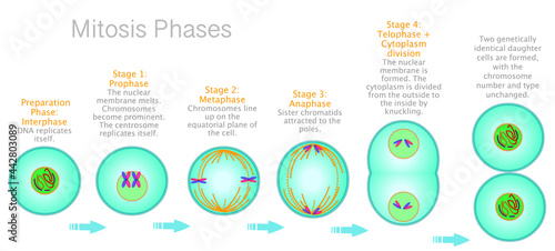 Stages of Mitosis phases. Cell division diagram. Anaphase, telophase, metaphase, pro metaphase, prophase, cytokinesis. With explanations. Draw, illustration vector photo