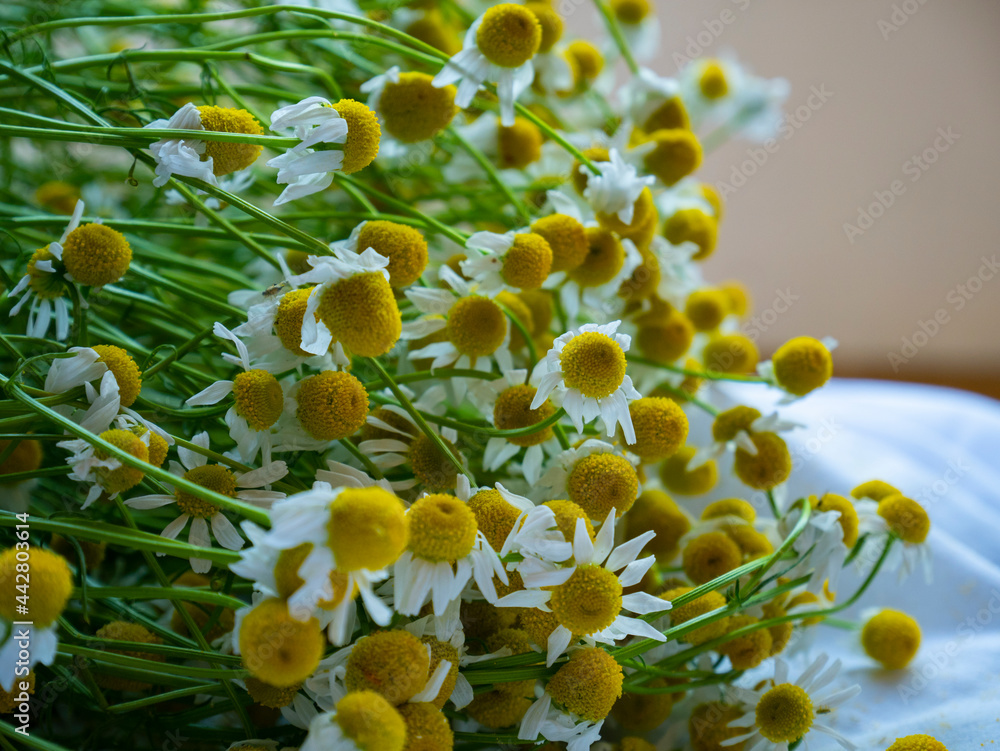 Obraz premium Chamomile flower. Bouquet of chamomile. Camomile flower harvest on the table. Herbal medicine concept.
