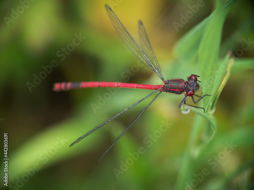 Large Red Damselfly, pyrrhosoma nymphula, seen from above.