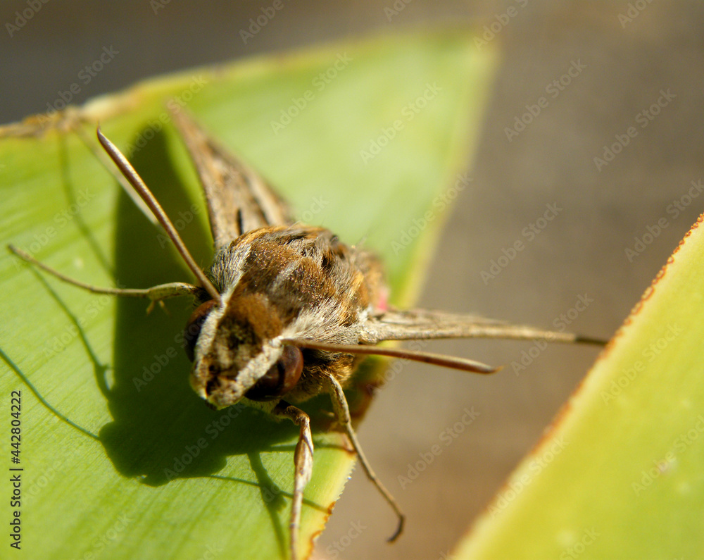 Fototapeta premium borboleta pousada