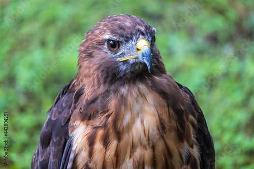 Red-tailed hawk (Buteo jamaicensis) - Homosassa, Florida, USA