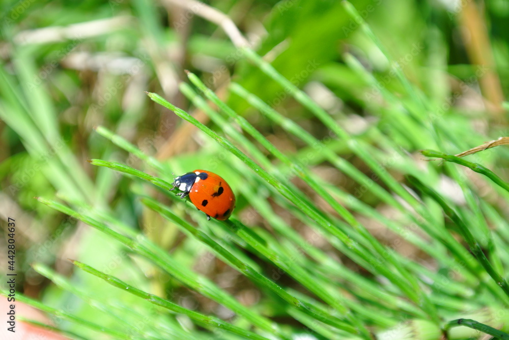 Naklejka premium ladybird on a leaf