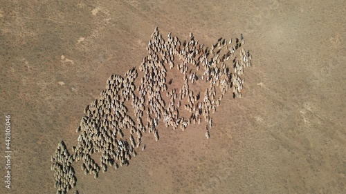 Herd of Sheep in Arid Steppe in Kalmykia, Russia. Aerial View photo