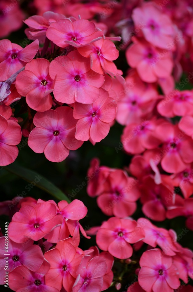 Pink phlox Pink phlox