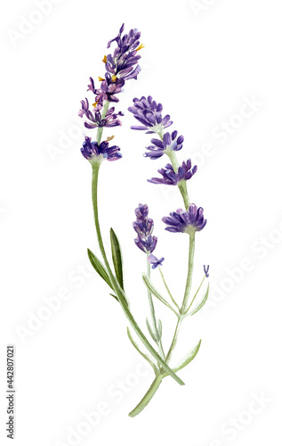 Lavender flowers isolated on white background. Watercolor hand painted floral botanical illustration