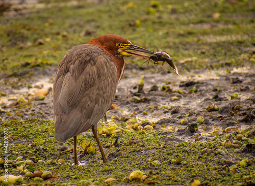 Bird in a lagoon with vivid colours and two white lines in the neck  called Hoco Colorado – Trigosoma Lineatum hunting a fish from the water. Buenos Aires, Argentina photo