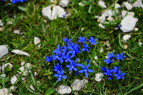 Blue spring mouintain flowers 