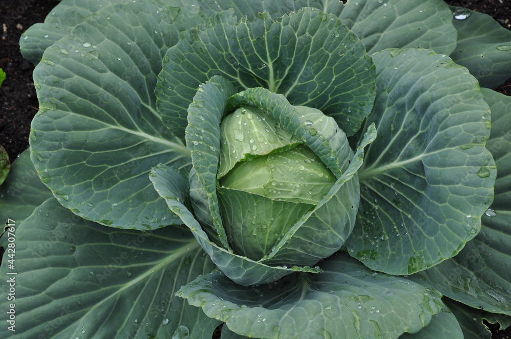 Fresh green head of cabbage in the garden Fresh green head of cabbage in the garden