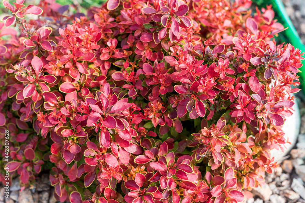 Red leaves of Berberis thunbergii garden, background. Red leaves of Berberis thunbergii garden, background.