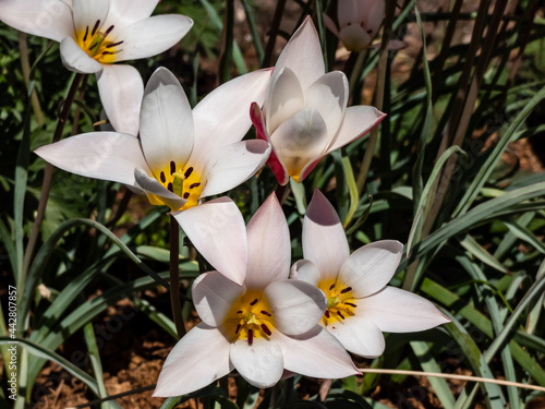 Close up shot of rosy red with white margins on the outside, snow-white tulip on the inside forming a star in sunlight - Tulipa clusiana 'Lady Jane'