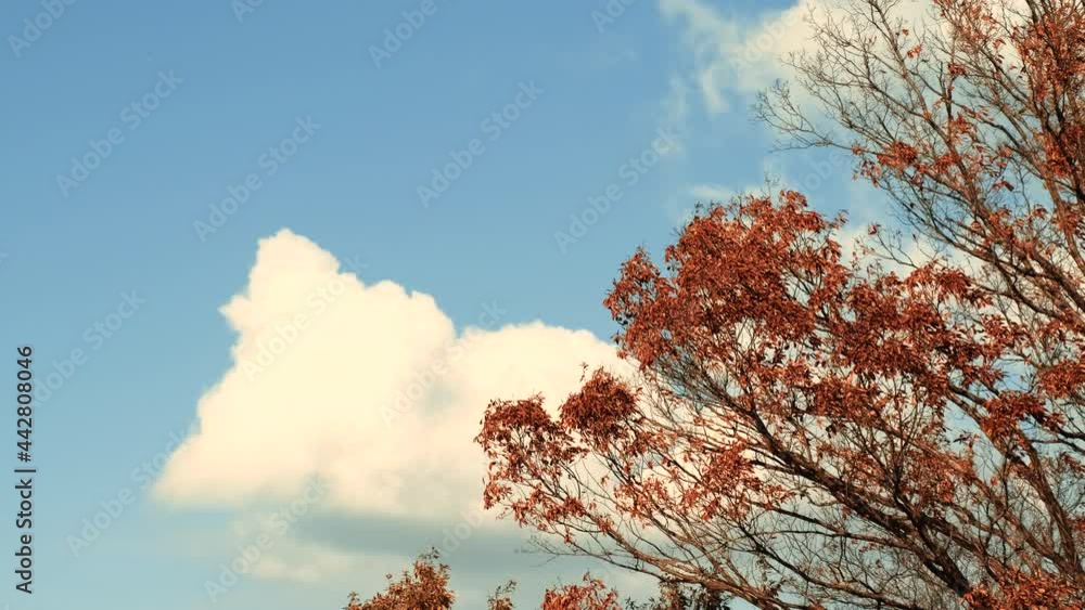 Dramatic Landscape of Blowing Red Leaves in Autumn or Fall in The Afternoon, Nature or Travel Background Image, Aerial View in Kagawa Prefecture in Japan Dramatic Landscape of Blowing Red Leaves in Autumn or Fall in The Afternoon, Nature or Travel Background Image, Aerial View in Kagawa Prefecture in Japan